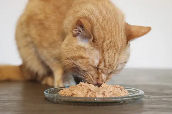 Les 12 meilleurs aliments pour chats sans céréales