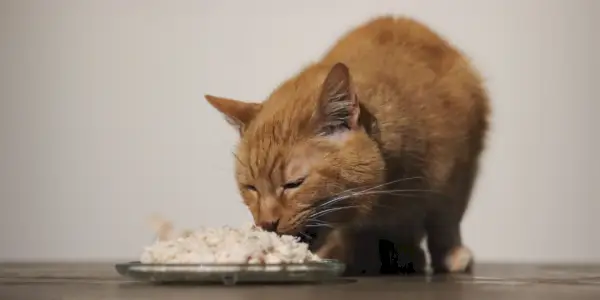 La mejor comida para gatos para la salud del tracto urinario.