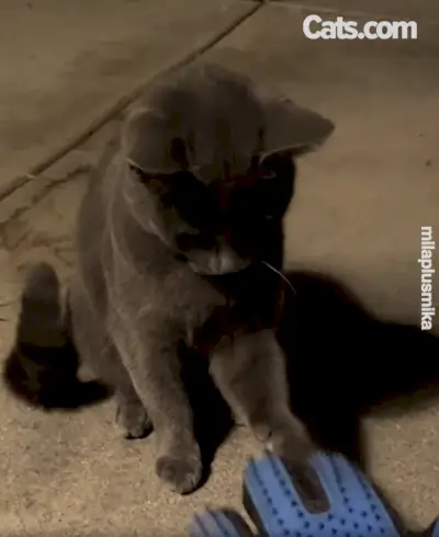 ミカはゆっくりとミラの飼い主に手袋をはめた手でミラに触れさせます