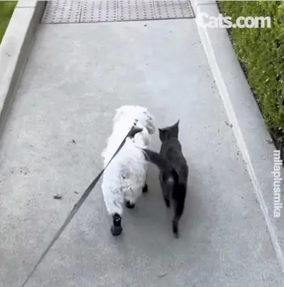 Mila e Mika durante la loro passeggiata quotidiana