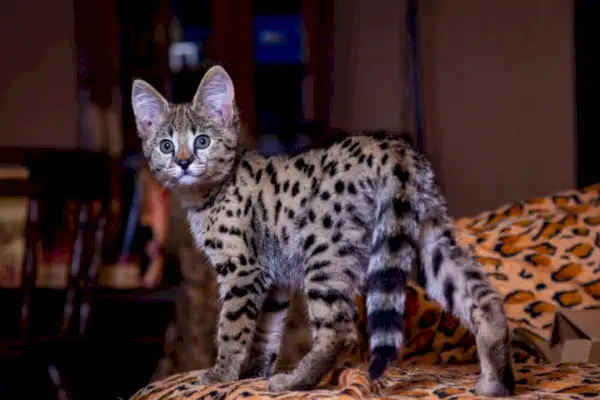 Om Savannah Cat