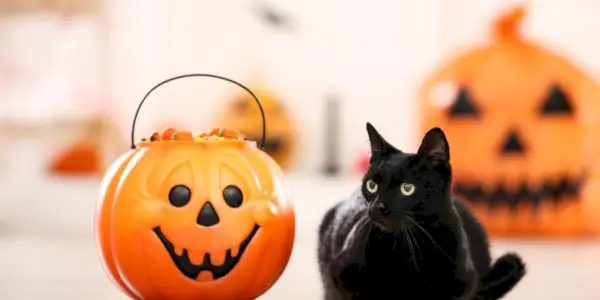 Gato preto com doces no balde de Halloween