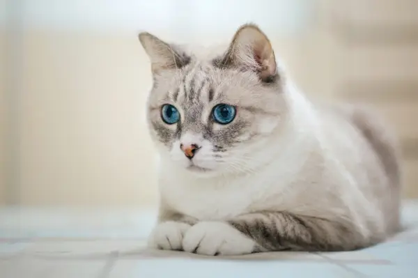 Cura del gatto americano a pelo duro