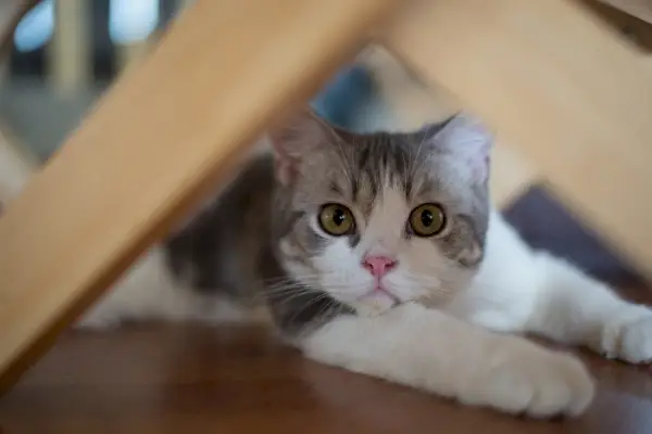 À propos du chat américain Wirehair