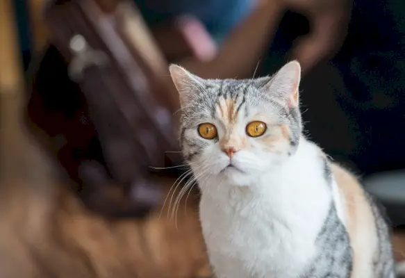 Acerca del gato americano de pelo duro