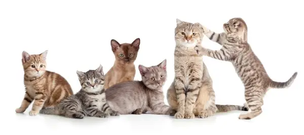 Un chaton Selkirk Rex