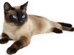 Un'immagine che mostra un gatto con affascinanti occhi azzurri