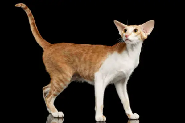 Acerca del gato oriental de pelo corto