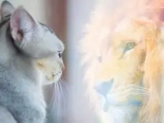 Una imagen cautivadora de un gato doméstico y un majestuoso león uno al lado del otro, destacando el contraste entre una pequeña mascota doméstica y una poderosa contraparte salvaje.