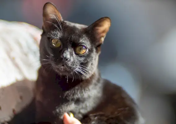 Historia del gato de Bombay