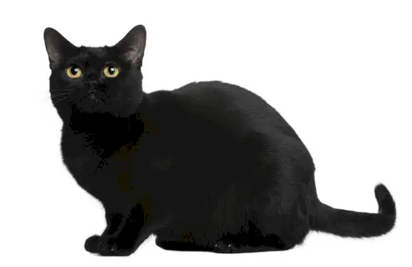 Om Bombay Cat