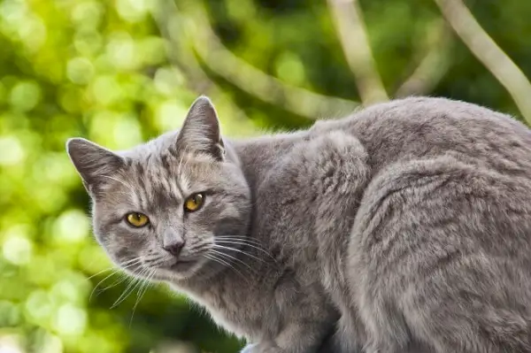 Nega mačk Chartreux