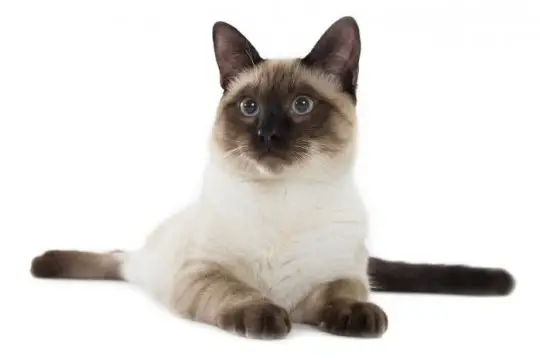 Sierlijke Siamese kat met opvallende blauwe amandelvormige ogen, korte crèmekleurige vacht en opvallende donkere punten op zijn oren, gezicht, poten en staart, elegant zittend en nieuwsgierig starend.