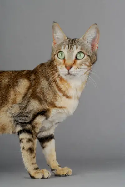 Bengal