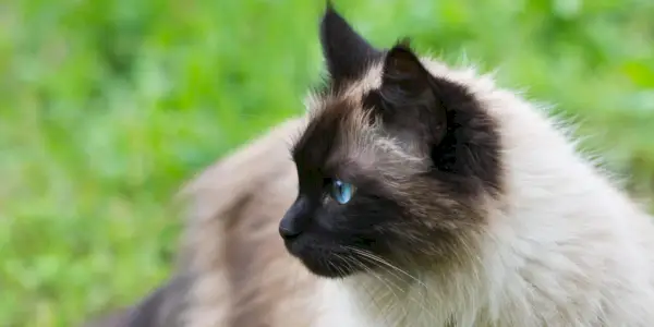 La mejor comida para gatos del Himalaya