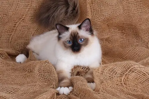 Lindo gato Birman com impressionantes olhos azuis e um casaco luxuoso