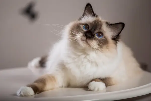 Imagem relacionada aos nomes dos gatos Birman, oferecendo sugestões de nomes para esta adorável raça felina