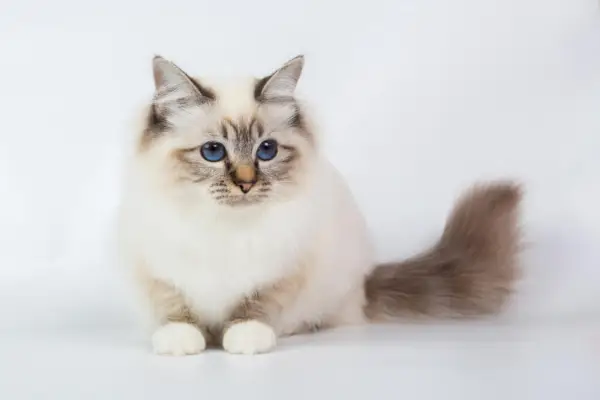 Pisicuța adorabilă din Birman, care își arată farmecul și inocența.