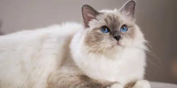 De 100 bedste Birman-kattenavne