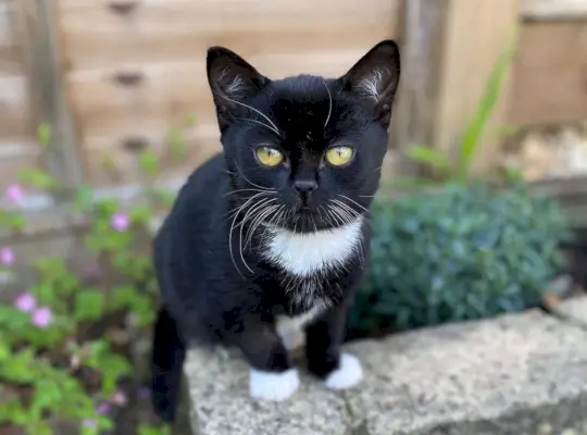 Katze schaut in die Kamera