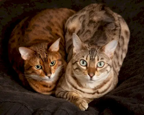 Om Bengal Cat