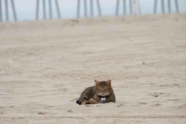 Amerikanische Waldkatze