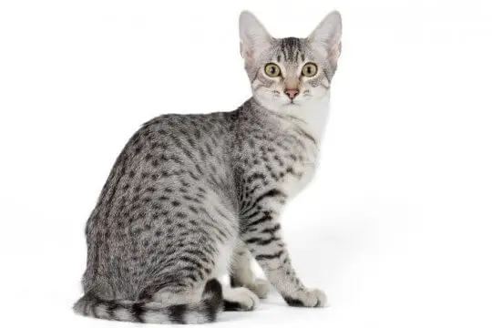 European Shorthair