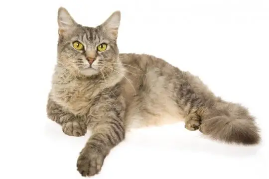 Maine Coon