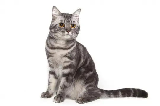 American Wirehair