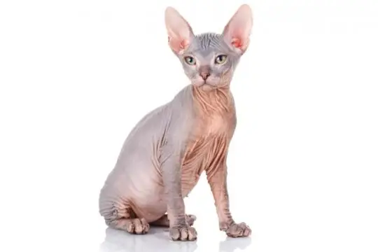 Thai katt (gammel siameser)