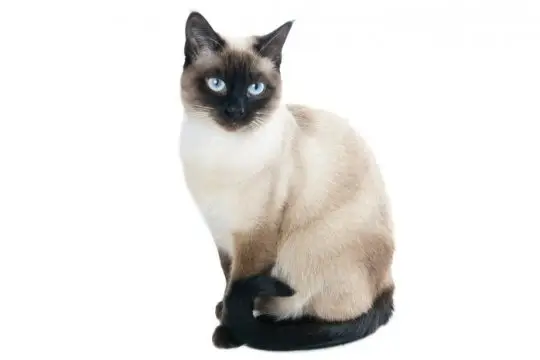 Tonkinese