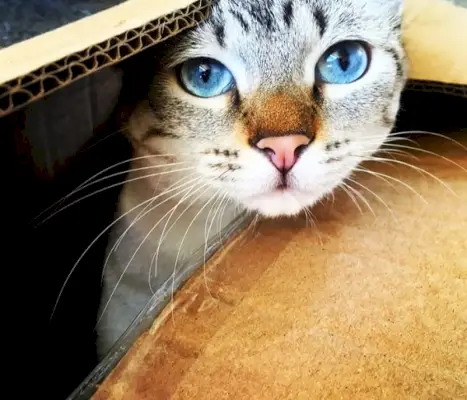 Blue Eyes Cat History