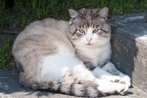 Maine-coon