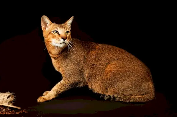 Chausie Cat aprūpe