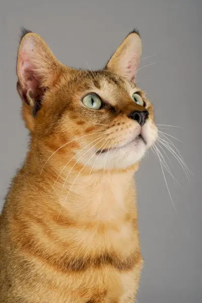 Chausie Cat-geschiedenis