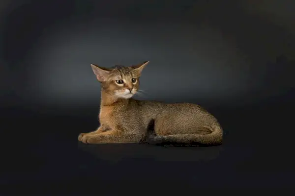 Sobre el Chausie Cat