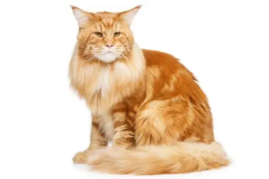 Maine coon