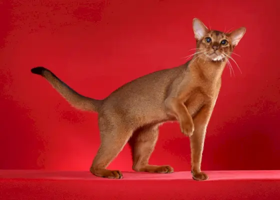 Abessinian kissa uteliaan näköinen