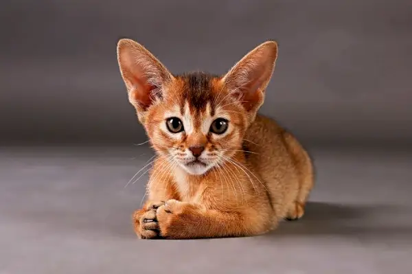 Abessinian kissa lähikuvassa