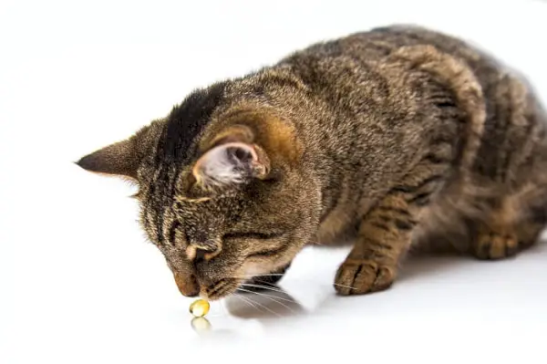 gato comendo óleo de peixe ômega 3