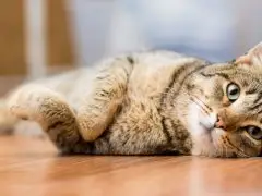 Gatos tartaruga com padrão malhado como uma de suas cores são às vezes chamados de torbie.