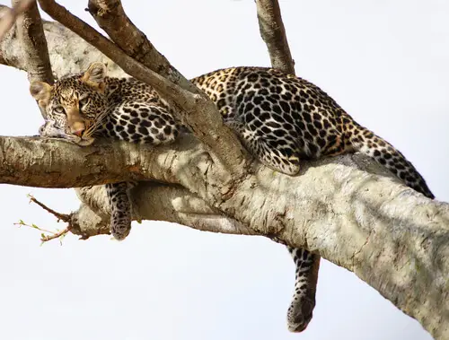 gros chat dormant dans une branche d'arbre