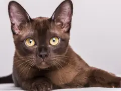 Historia del gato de pelo corto Colorpoint