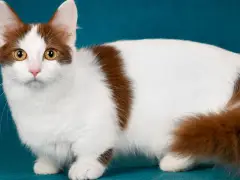 Hermoso joven gato Ragdoll de pura raza blanca con ojos azules