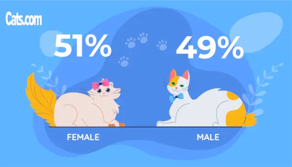 A à Z des faits et statistiques sur les chats Sexe familial