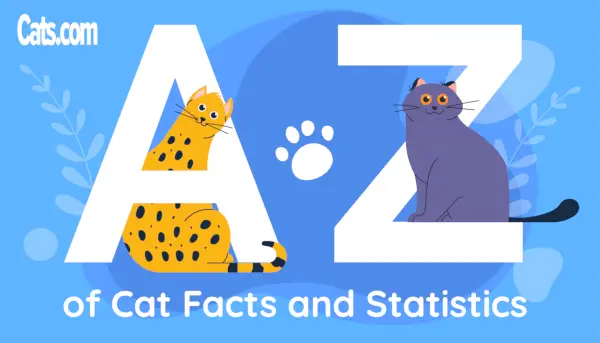 A-Z af kattefakta og statistik