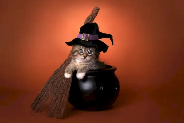 chaton Halloween Noms de chat