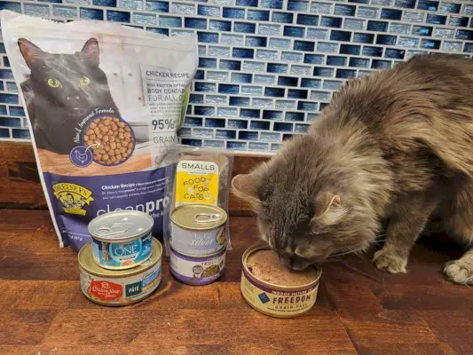 7 melhores alimentos saudáveis ​​para gatos idosos