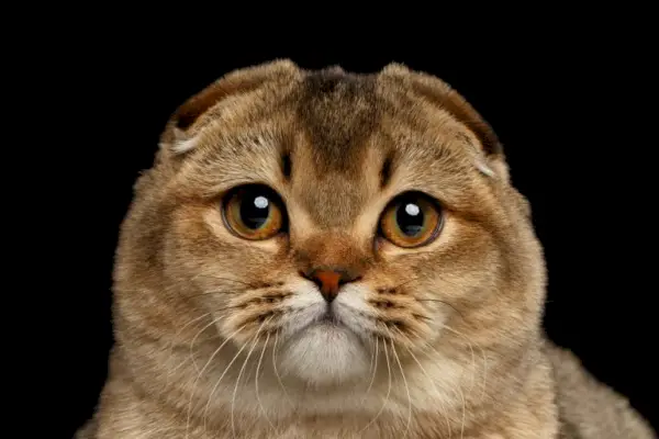 Scottish Fold Cat aprūpe