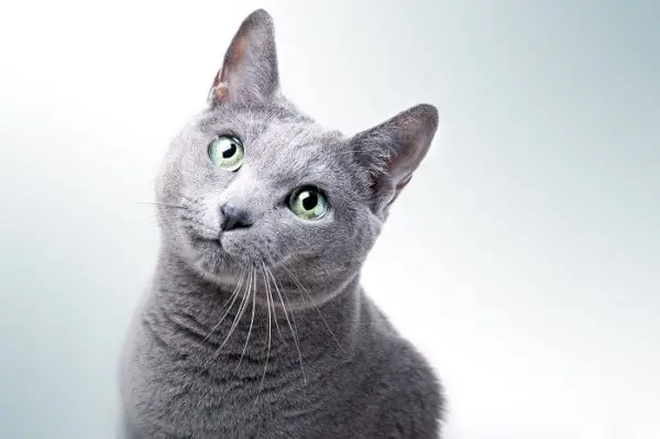 Bestes Katzenfutter für russische blaue Katzen